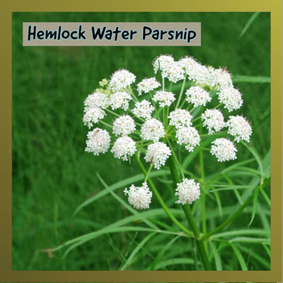 Hemlock Water Parsnip